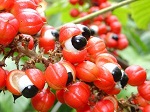 Guarana – pomoc při učení